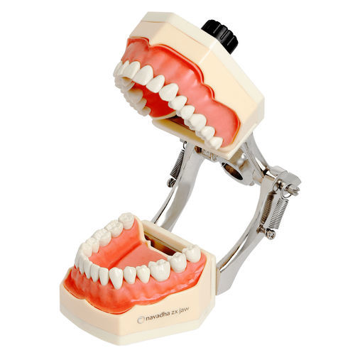 Modelo anatómico de mandíbula - NA214 - Navadha Enterprises   - de dentadura / para cuidados dentales / de formación