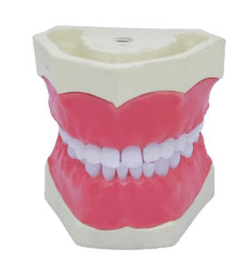 Tipodonto de dientes - SP068 - Navadha Enterprises   - de mandíbula / para odontología / de formación