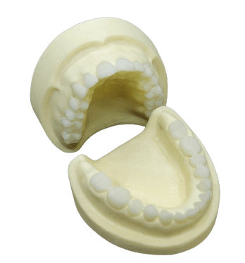 Modelo anatómico de mandíbula - SP016 - Navadha Enterprises   - para odontología / de formación / blanco