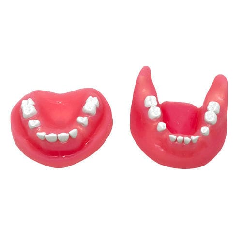 Modelo anatómico de mandíbula - SP065A - Navadha Enterprises   - quirúrgico / para odontología / de formación