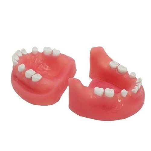 Modelo anatómico de mandíbula - SP065 - Navadha Enterprises   - para odontología / de formación / de extracción