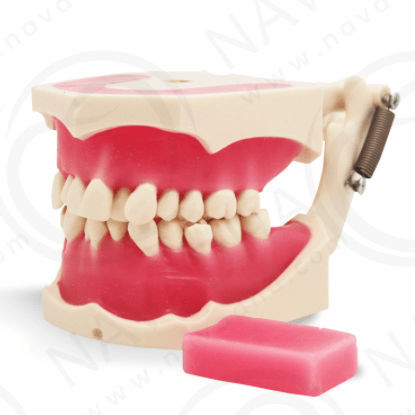 Modelo anatómico de mandíbula - SP069 - Navadha Enterprises   - para ortodoncia / de formación
