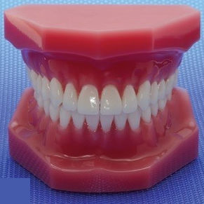 Modelo anatómico para odontología - NA019 - Navadha Enterprises   - para odontología / de demostración / articulado