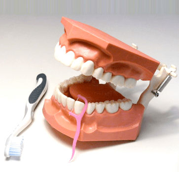 Modelo anatómico de boca - SP070 - Navadha Enterprises   - para higiene dental / de demostración