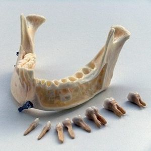 Modelo anatómico de mandíbula - SP086 - Navadha Enterprises   - de dientes / para odontología / de demostración