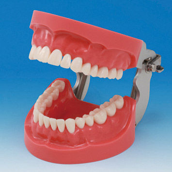 Modelo anatómico de dentadura - PRO2001-UL-HD-FEM-32 - Nissin Dental Products Inc.   - de encías / de formación / de silicona