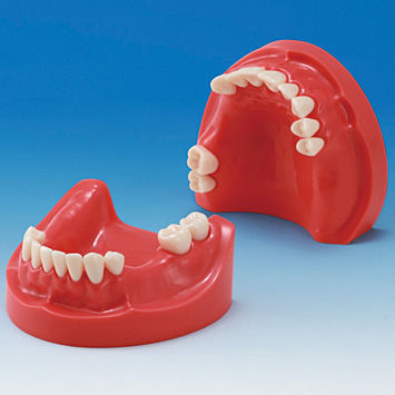 Modelo anatómico mandibular - MIS-HD Series - Nissin Dental Products Inc.   - de dentadura / de encías / de formación
