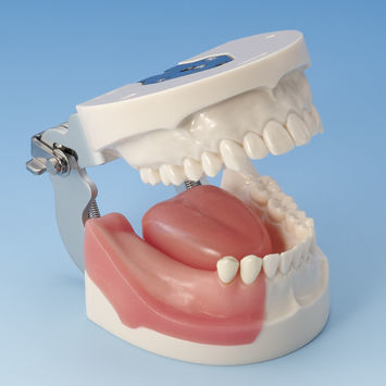 Modelo anatómico de hueso - IMP5003 Series - Nissin Dental Products Inc.   - de mandíbula / de mandíbula / de implantología