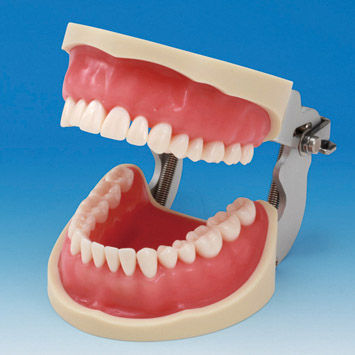 Modelo anatómico facial - CON2001-UL-SP-FEM-32 - Nissin Dental Products Inc.   - de dentadura / de encías / de limpieza dental