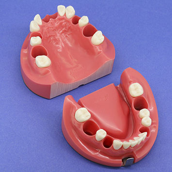Modelo anatómico de mandíbula - CON1001 Series - Nissin Dental Products Inc.   - de dentadura / de canal radicular / para endodoncia