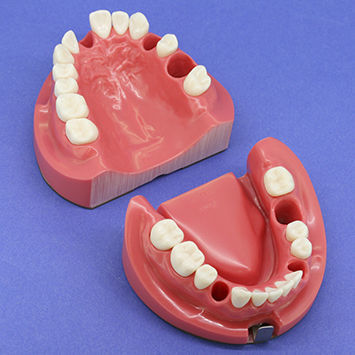 Modelo anatómico de mandíbula - CON1002 Series - Nissin Dental Products Inc.   - de dentadura / de canal radicular / para endodoncia