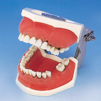 Modelo anatómico de dentadura - PER1001-UL-SP-FEM-32 - Nissin Dental Products Inc.   - de cirugía / para periodoncia / de formación