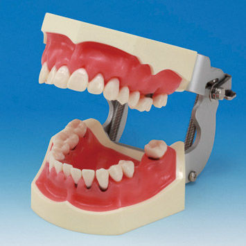 Modelo anatómico de dentadura - PER2002-UL-SP-FEM-28 - Nissin Dental Products Inc.   - de encías / quirúrgico / para periodoncia