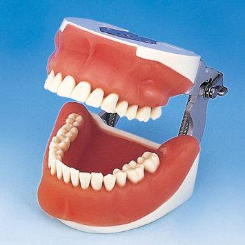 Modelo anatómico de dentadura - SUG1003-UL-SP-FEM-28 - Nissin Dental Products Inc.   - de cirugía / de formación / de extracción
