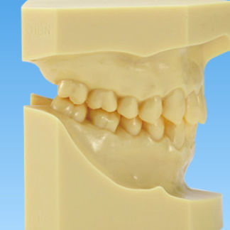 Modelo anatómico de dentadura - ORT - Nissin Dental Products Inc.   - para ortodoncia / de formación / de resina