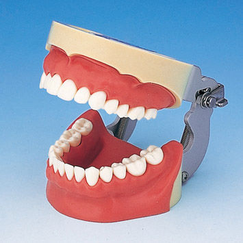 Modelo anatómico de dentadura - SUG1004-UL-SP-FEM-28 - Nissin Dental Products Inc.   - de encías / de formación / de inyección