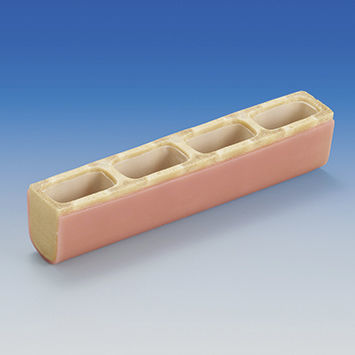 Modelo anatómico de seno - IMP1036-T-SP - Nissin Dental Products Inc.   - para odontología / de hueso costal / de formación