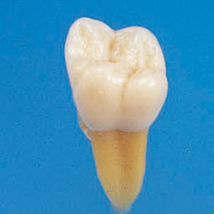 Modelo anatómico de dientes - B3-305 - Nissin Dental Products Inc.   - de formación