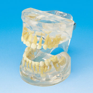 Modelo anatómico de dentadura - PE-PDI001 - Nissin Dental Products Inc.   - de formación / infantil / transparente
