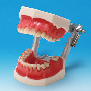 Modelo anatómico de hueso - PE-PER003 - Nissin Dental Products Inc.   - de dentadura / de encías / para periodoncia