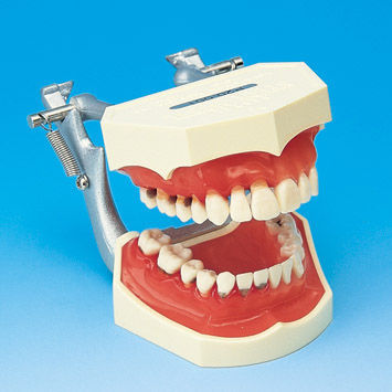 Modelo anatómico de dentadura - PE-PER005 - Nissin Dental Products Inc.   - de encías / de hueso costal / para periodoncia