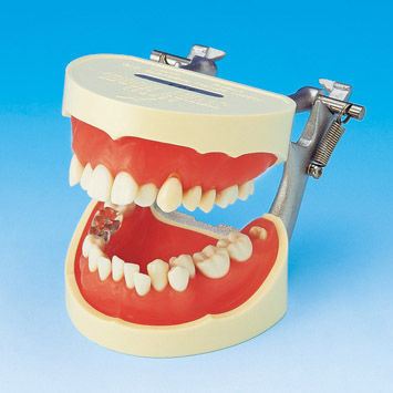Modelo anatómico de dentadura - PE-STP001 - Nissin Dental Products Inc.   - para higiene dental / de formación / articulado