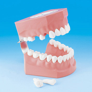 Modelo anatómico de dentadura - PE-STP002 - Nissin Dental Products Inc.   - para higiene dental / de formación / adulto