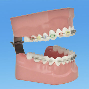 Modelo anatómico de dientes - PE-ORT002 - Nissin Dental Products Inc.   - para higiene dental / para ortodoncia / de formación