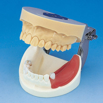 Modelo anatómico de dentadura - IMP1001-UL-SP-FEM - Nissin Dental Products Inc.   - de hueso / de mandíbula / de mandíbula