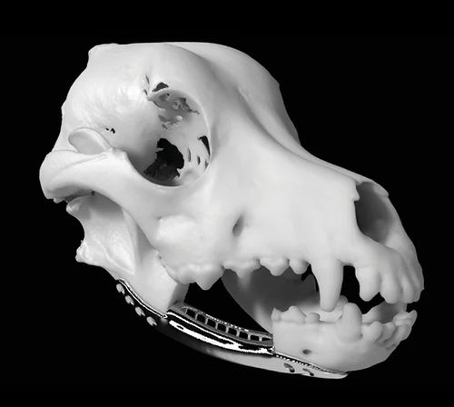 Modelo anatómico de cabeza - ProModel™ - Planmeca - quirúrgico / veterinario / blanco