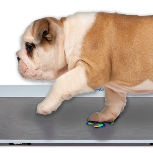Sistema de análisis de marcha - Walkway™  - Tekscan - veterinario