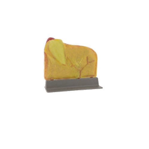 Modelo anatómico de vesícula biliar - LTT01 - Applied Medical - de cirugía / de formación / laparoscópico