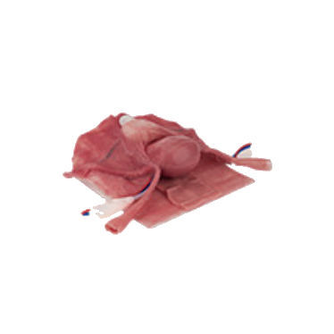 Simulador de formación - LTT05 - Applied Medical - para laparoscopia / de histerectomía / de cirugía