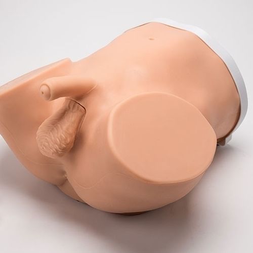 Simulador de cateterismo - Advanced ZACK™ S230.200 - Gaumard - de palpación / de palpación de la próstata / de vasectomía