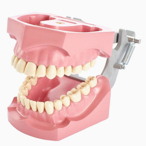 Modelo anatómico de encías - 860 series - Columbia Dentoform® - de dentadura / de formación / articulado