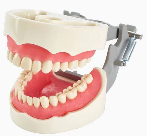 Modelo anatómico de dentadura - 1560 series  - Columbia Dentoform® - de encías / de formación / articulado