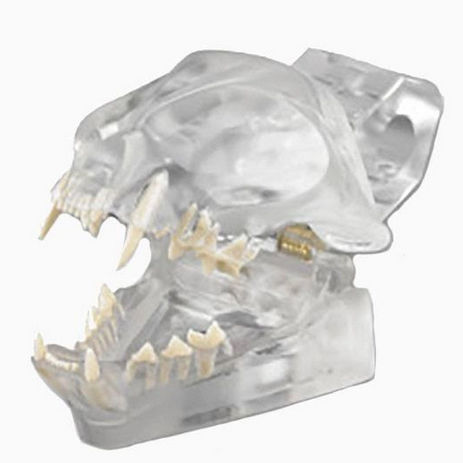 Modelo anatómico de dentadura - CTD - Columbia Dentoform® - de formación / canino / articulado