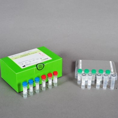 Kit de prueba de hepatitis C - AccuPower® - Bioneer Corporation - para enfermermedades infecciosas / VHC / clínico