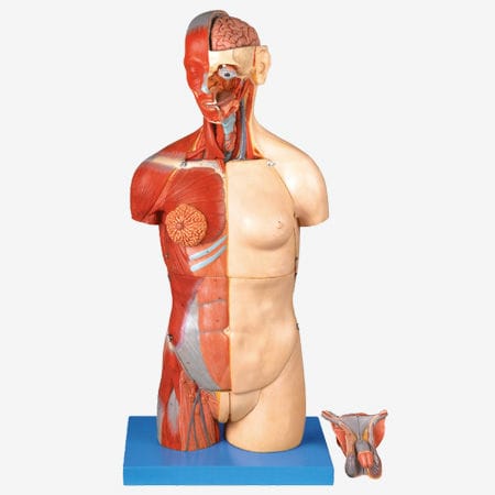 Modelo anatómico muscular - GD/A10003 - Shanghai Honglian Medical Instrument - tronco / de formación / bisexuado