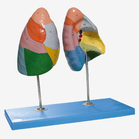 Modelo anatómico de pulmón - GD/A13010 - Shanghai Honglian Medical Instrument - de formación