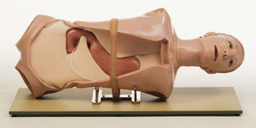 Maniquí de prácticas para atención general - CLA 4 - Coburger Lehrmittelanstalt - de gastro-bulboscopia / para ERCP / de torso