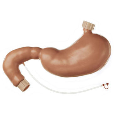 Modelo anatómico de estómago - CLA 4/1 - Coburger Lehrmittelanstalt - de formación / para endoscopia / de plástico