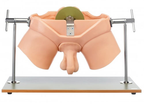Maniquí de prácticas para cuidados urológicos - CLA 6 - Coburger Lehrmittelanstalt - de palpación / masculino / de pelvis
