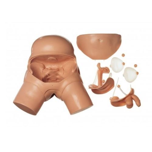 Maniquí de prácticas para atención general - CLA 7 - Coburger Lehrmittelanstalt - femenino / masculino / de pelvis