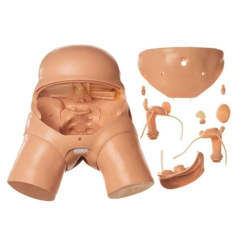 Maniquí de prácticas para atención general - CLA 14 - Coburger Lehrmittelanstalt - para pelviscopia / de mujer / de pelvis