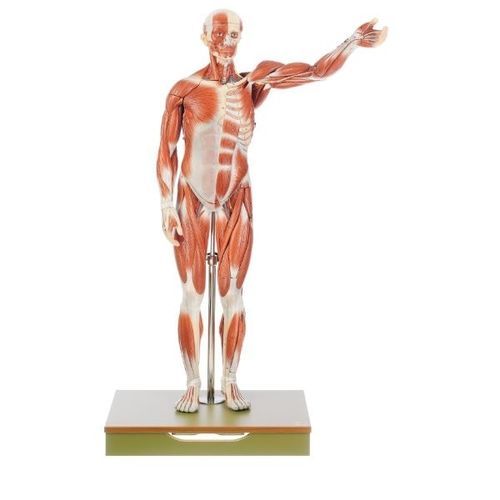 Modelo anatómico de músculo - AS 1 - Coburger Lehrmittelanstalt - de cuerpo entero / de formación