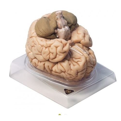 Modelo anatómico de cerebro - BS 20 - Coburger Lehrmittelanstalt - de cerebelo / de formación