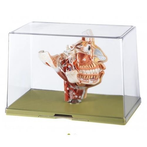 Modelo anatómico facial - BS 16 - Coburger Lehrmittelanstalt - de nervio / de lengua / transparente
