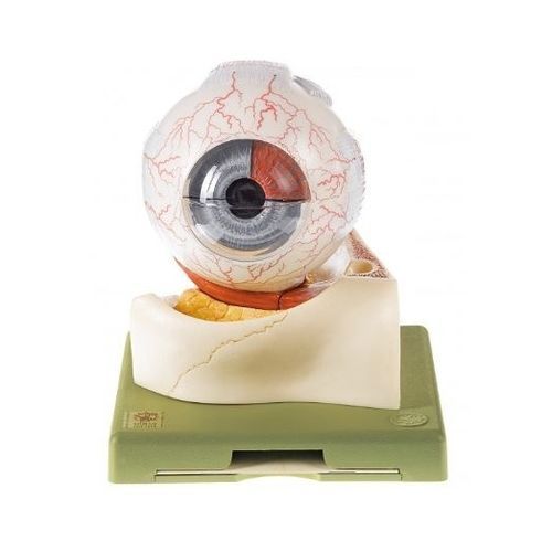 Modelo anatómico de ojo - CS 1 - Coburger Lehrmittelanstalt - de formación