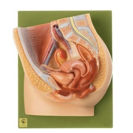 Modelo anatómico de recto - MS 1 - Coburger Lehrmittelanstalt - de vejiga / de formación / femenino